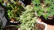 G14 Auto – product view 6