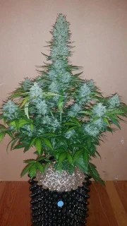 G14 Auto – product view 7