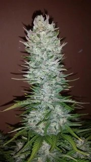 G14 Auto – product view 8