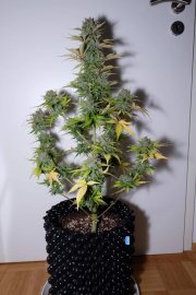 G14 Auto – FastBuds – Autoflowering