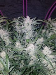 Mexican Airlines Auto – FastBuds – Autoflowering