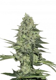 Rhino Ryder Auto – product view 1