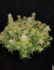 Rhino Ryder Auto – product view 4