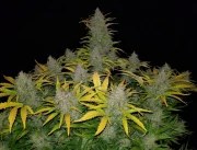 Rhino Ryder Auto – product view 5