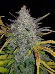 Rhino Ryder Auto – product view 6