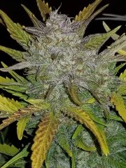 Rhino Ryder Auto – product view 7