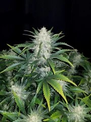 Rhino Ryder Auto – product view 8