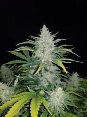 Rhino Ryder Auto – product view 9
