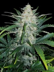 Rhino Ryder Auto – product view 10