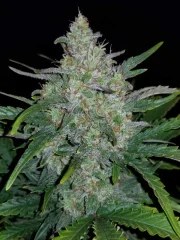 Rhino Ryder Auto – product view 11