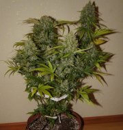 Grapefruit Auto – FastBuds – Autoflowering