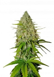 Grapefruit Auto – product view 1