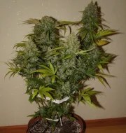 Grapefruit Auto – product view 2