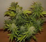 Grapefruit Auto – product view 3