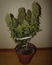 Grapefruit Auto – product view 4
