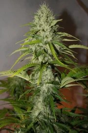 Grapefruit Auto – product view 5