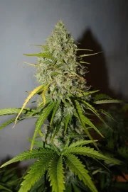 Grapefruit Auto – product view 6