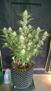 Grapefruit Auto – product view 7