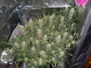 Grapefruit Auto – product view 8
