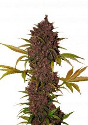 LSD-25 Auto – product view 1
