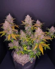 LSD-25 Auto – product view 2