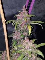 LSD-25 Auto – product view 3