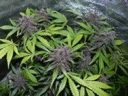 LSD-25 Auto – product view 4