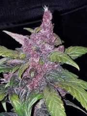 LSD-25 Auto – product view 5