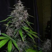 LSD-25 Auto – product view 6