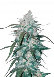 Pineapple Express Auto – product view 1