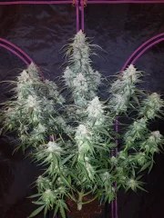 Pineapple Express Auto – product view 2