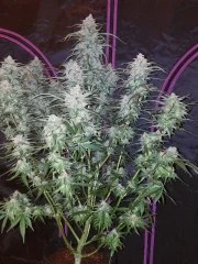 Pineapple Express Auto – product view 3