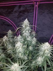 Pineapple Express Auto – product view 4