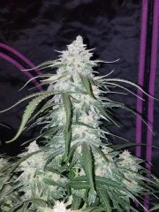 Pineapple Express Auto – product view 5