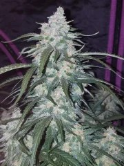 Pineapple Express Auto – product view 6