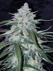 Pineapple Express Auto – product view 7