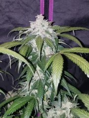 Pineapple Express Auto – product view 8