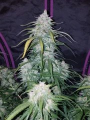 Pineapple Express Auto – product view 9