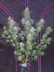 Pineapple Express Auto – product view 10