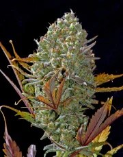 Pineapple Express Auto – product view 11
