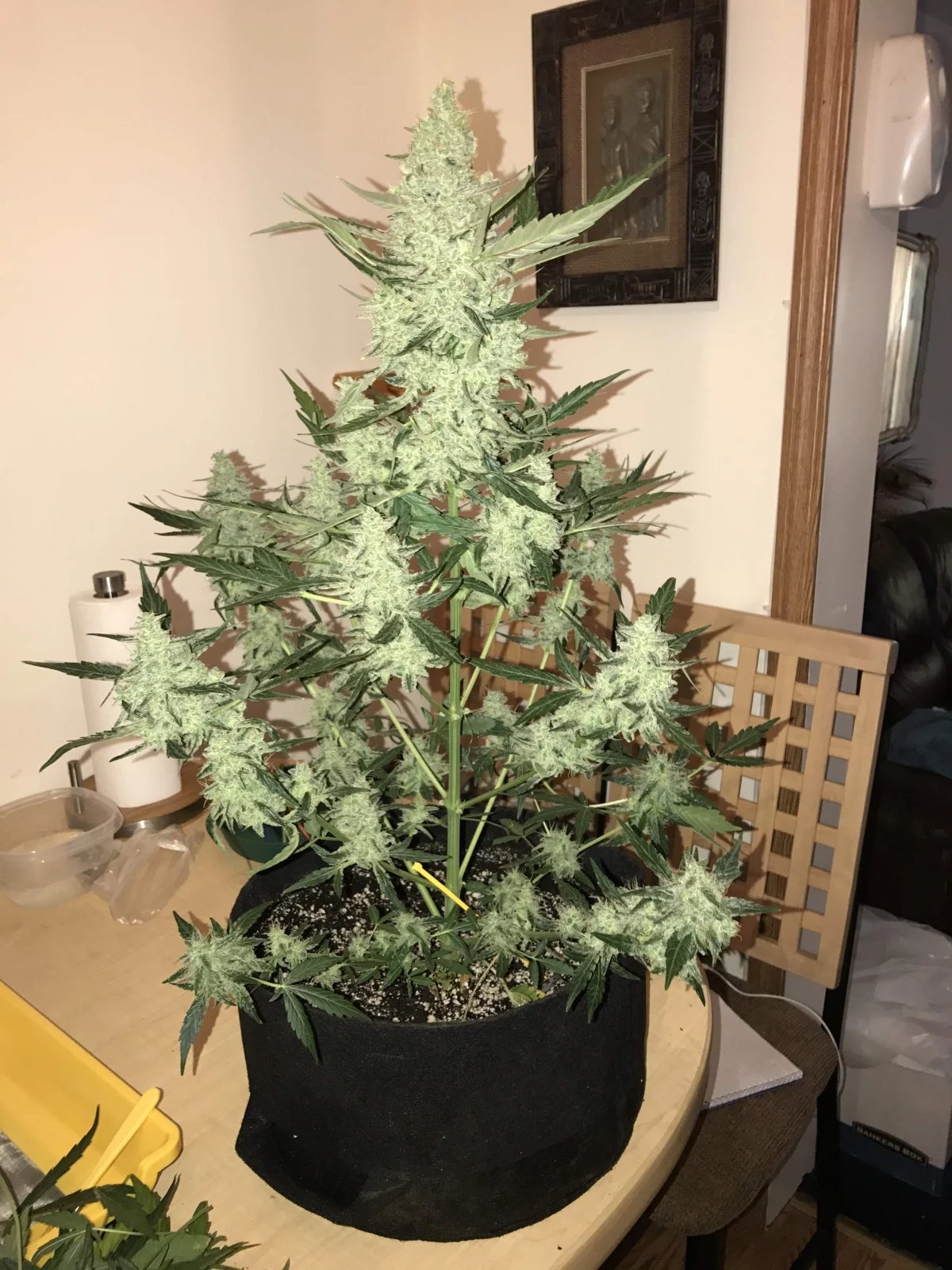 Green Crack Auto – FastBuds – Autoflowering