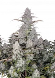 Green Crack Auto – product view 1