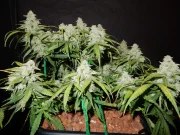 Green Crack Auto – product view 2