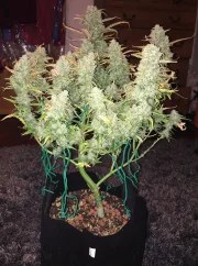 Green Crack Auto – product view 3