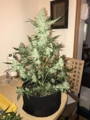 Green Crack Auto – product view 4