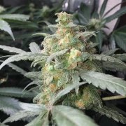 Green Crack Auto – product view 5