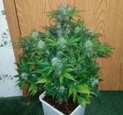Green Crack Auto – product view 6