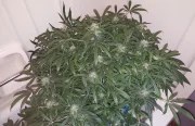 Green Crack Auto – product view 7