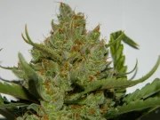Green Crack Auto – product view 8