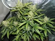 Green Crack Auto – product view 9